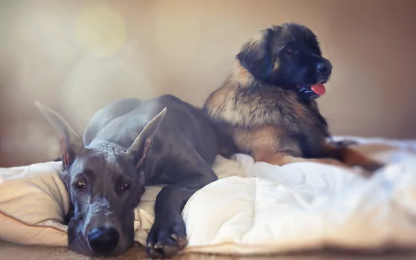 HD desktop wallpaper featuring a relaxed Great Dane and another large dog resting on a cozy bed, capturing a calm and peaceful moment.