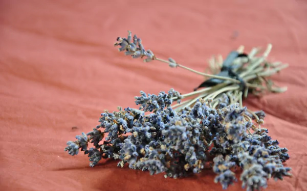 flower nature lavender HD Desktop Wallpaper | Background Image