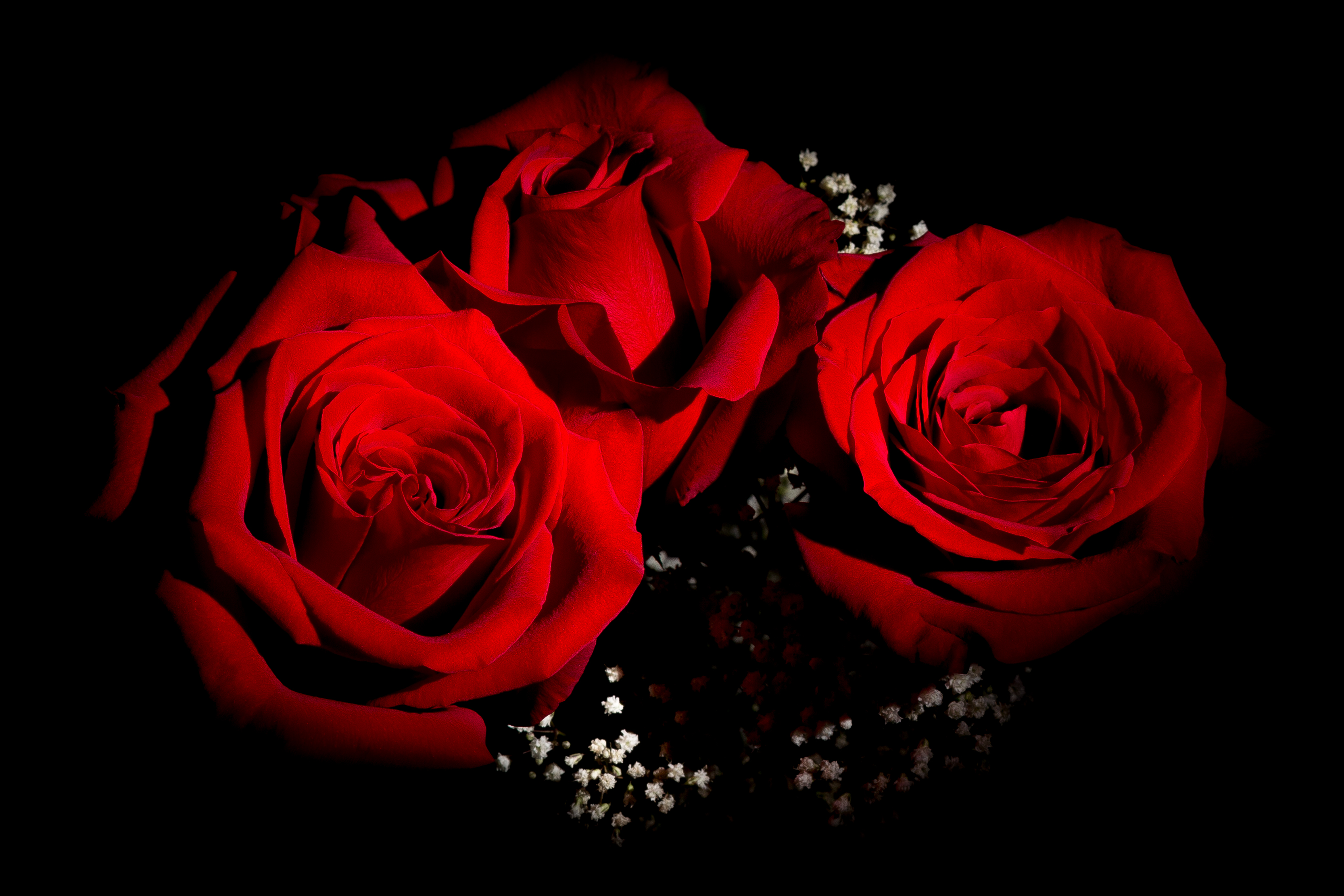 Red Roses Hd Wallpaper Background Image 3332x2221 Id698985