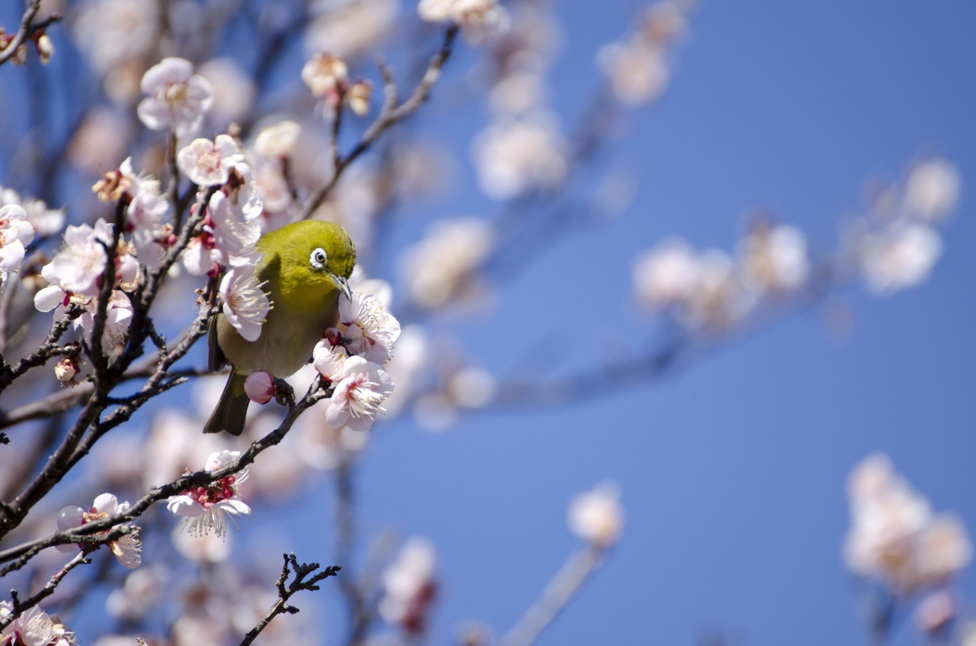 Download Spring Bokeh Branch Blossom Animal White-eye HD Wallpaper
