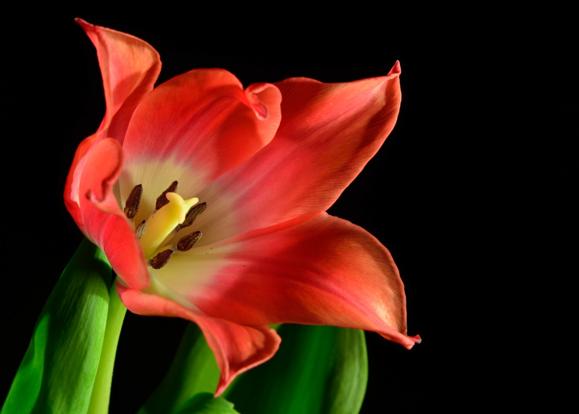 Download Red Flower Flower Nature Tulip 4k Ultra HD Wallpaper ...