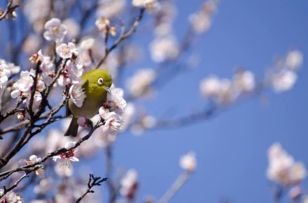 spring bokeh branch blossom Animal White-eye HD Desktop Wallpaper | Background Image