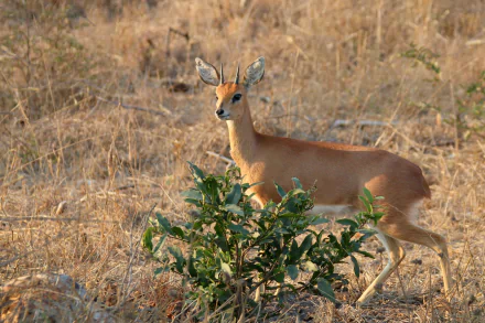 Steenbok antelope (animal) in golden dry grassland, composed as a 4K Ultra HD PC desktop wallpaper background.