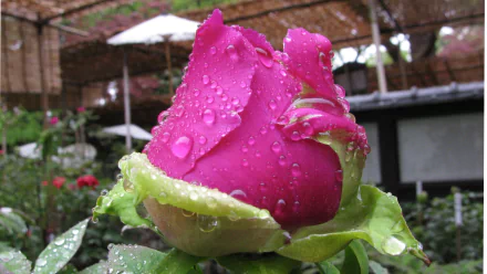  Peony in Ueno Park