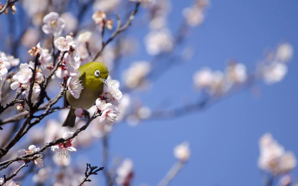spring bokeh branch blossom Animal White-eye HD Desktop Wallpaper | Background Image