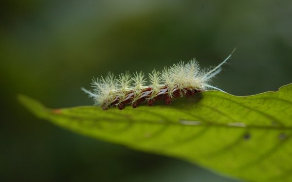 Animal Caterpillar Insect Close-Up Leaf Blur HD Wallpaper | Background Image