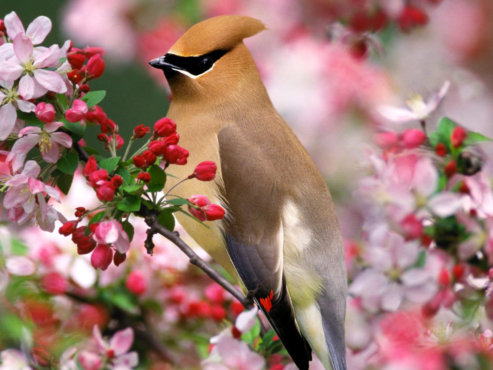 A cedar waxwing bird perched on a blossoming spring branch, surrounded by vibrant pink and red flowers in this HD PC desktop wallpaper.