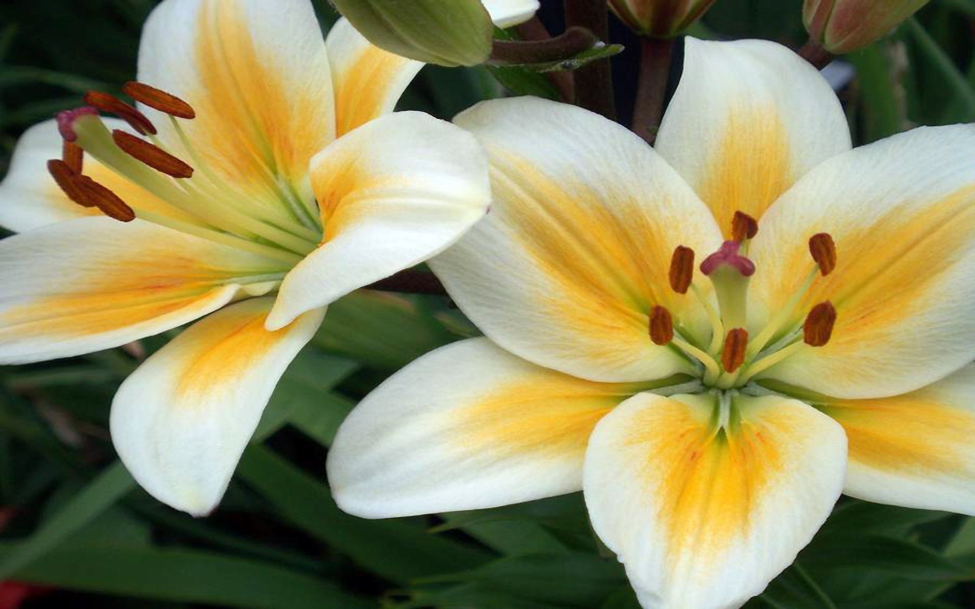 Download White Flower Close-up Flower Nature Lily HD Wallpaper