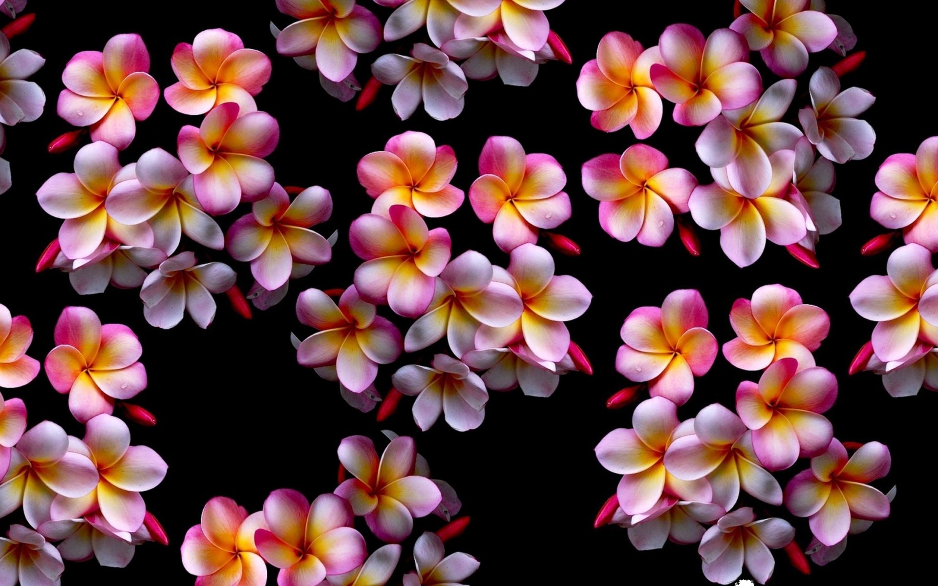 Download Pink Flower Plumeria Flower Nature Frangipani HD Wallpaper