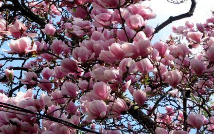 HD desktop wallpaper featuring a magnolia tree branch bursting with pink blossoms against a clear sky, highlighting the beauty of nature in full bloom.