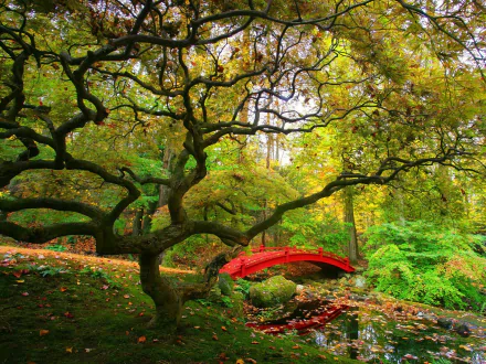 spring bridge oak tree man made japanese garden HD Desktop Wallpaper | Background Image