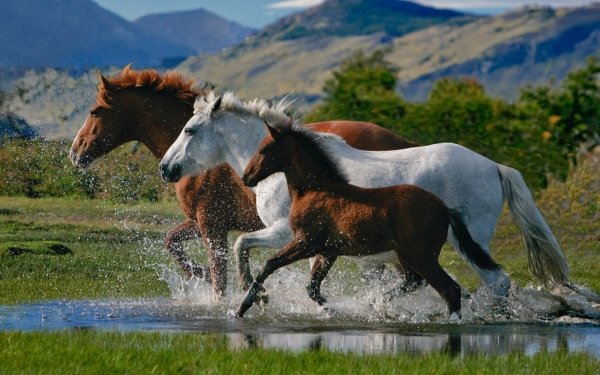 Animal Horse Running HD Wallpaper | Background Image