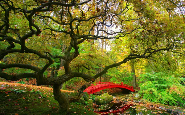 A vibrant spring scene in a Japanese garden features a red man-made bridge beneath sprawling oak tree branches, captured in HD for a PC desktop wallpaper.