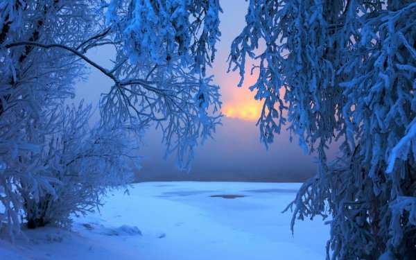 Nature Winter Tree Branch Snow Sunset HD Wallpaper | Background Image