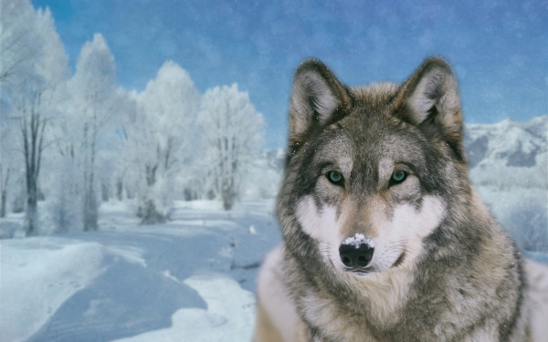 Animal Wolf Wolves Close-Up Winter Tree Snow HD Wallpaper | Background Image