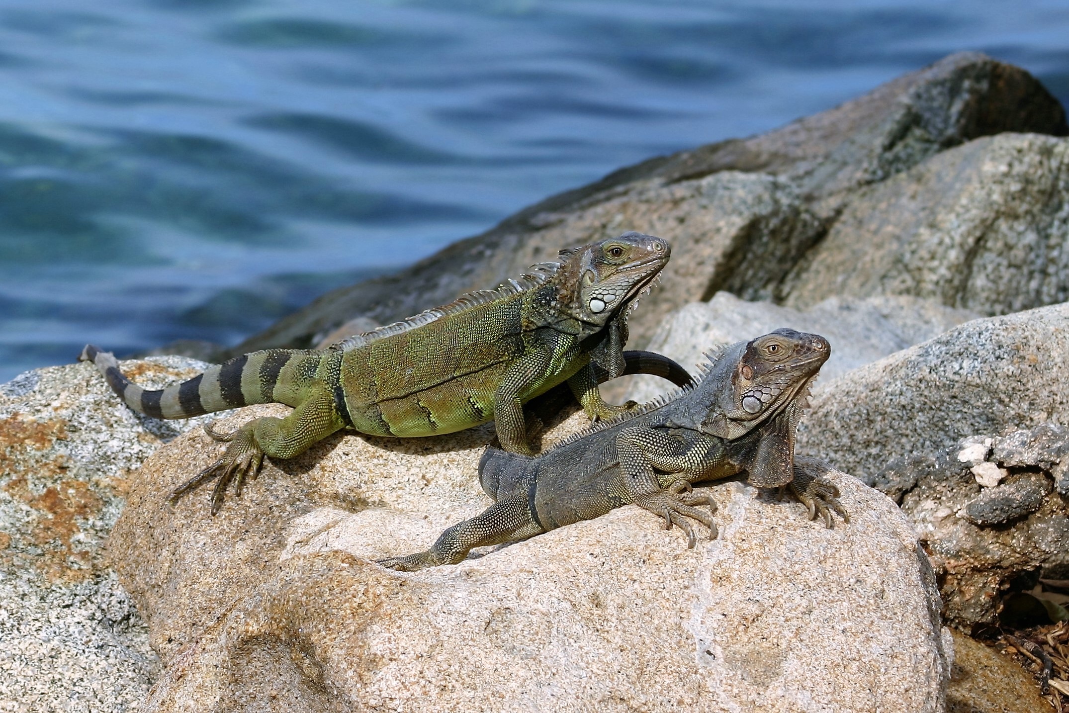 Iguanas sitting in the sun in the caribbean by antoinese0