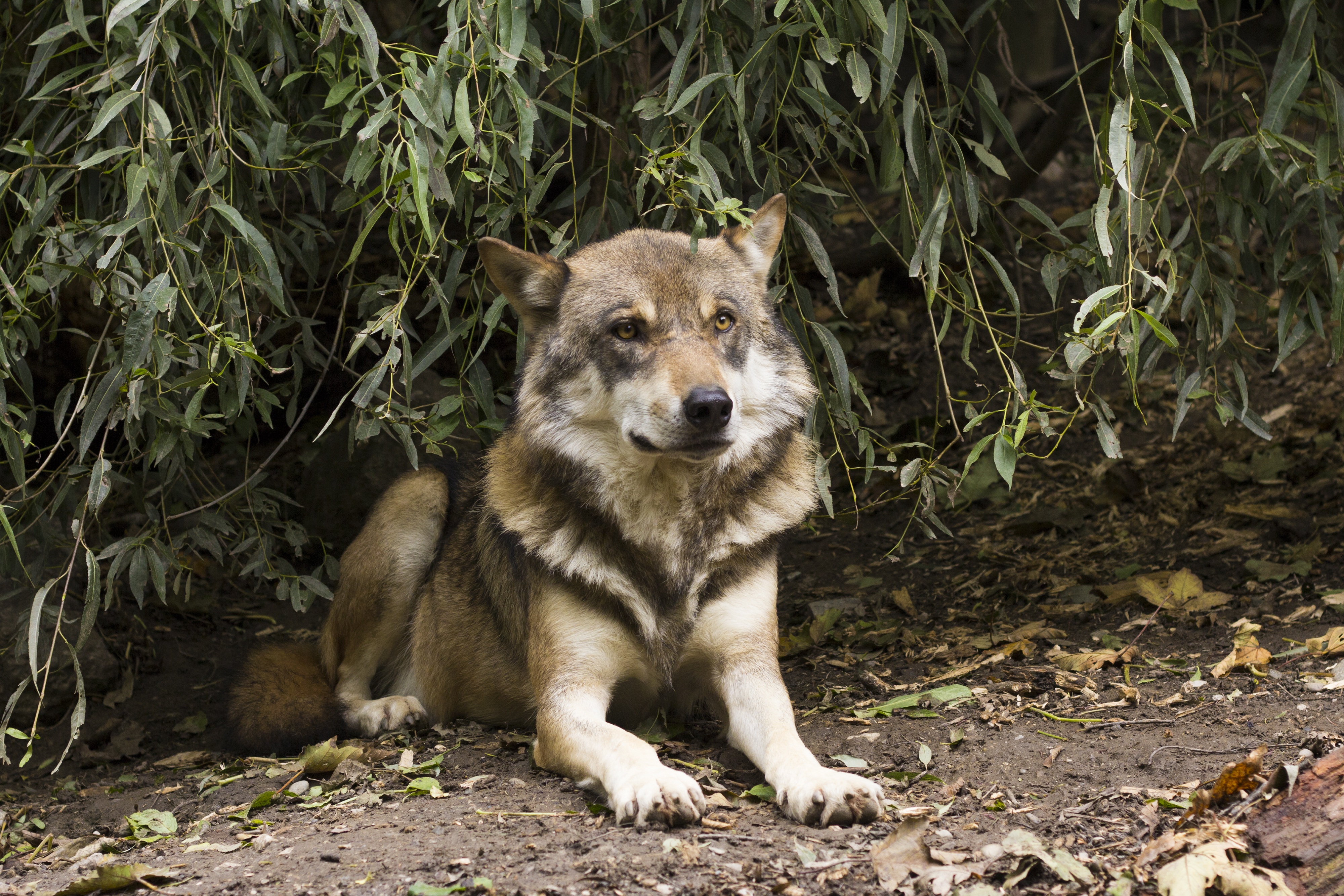 Canis Lupus Wolf by raincarnation40