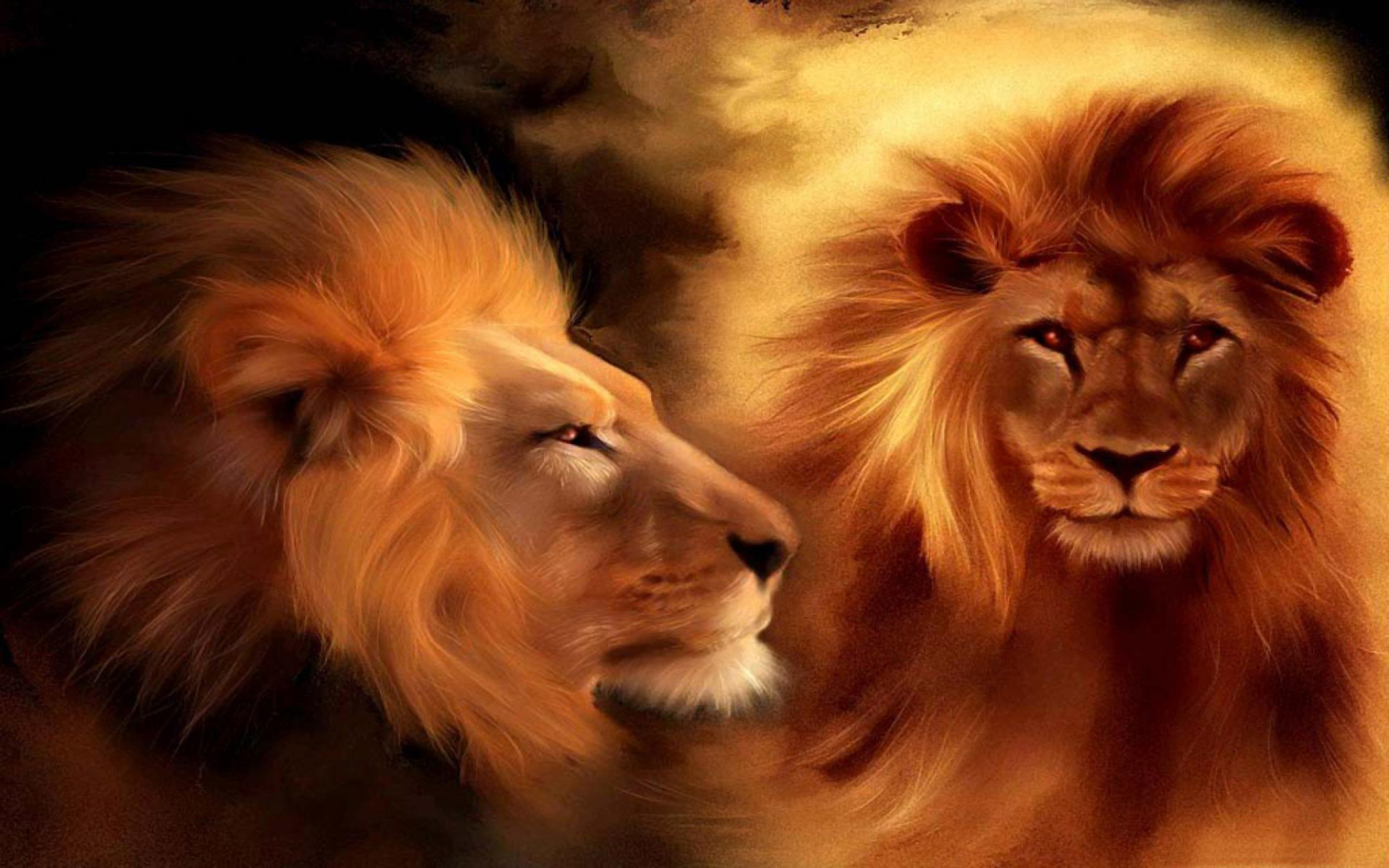 beautiful lion wallpapers