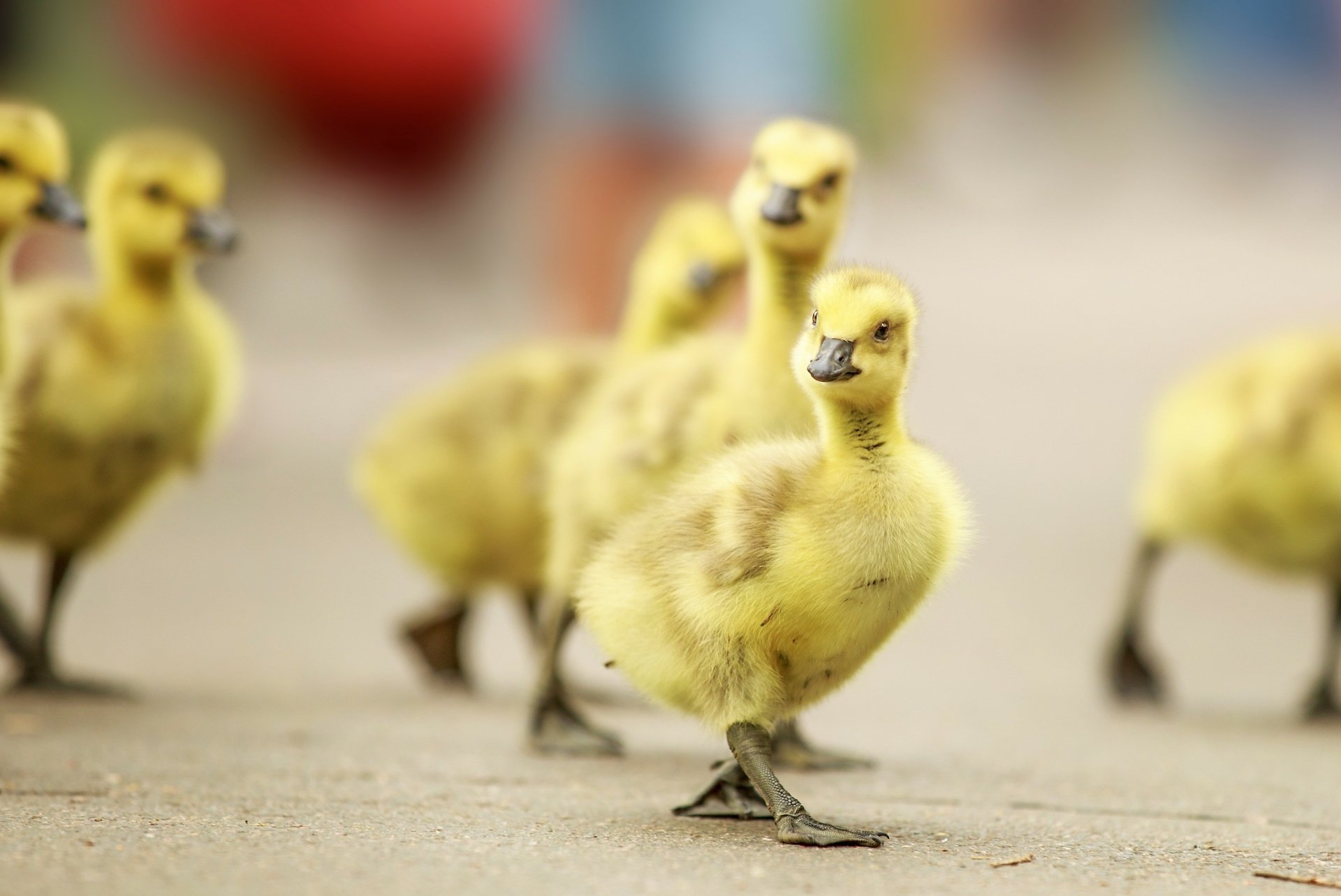 Download Baby Animal Duckling Animal Duck HD Wallpaper