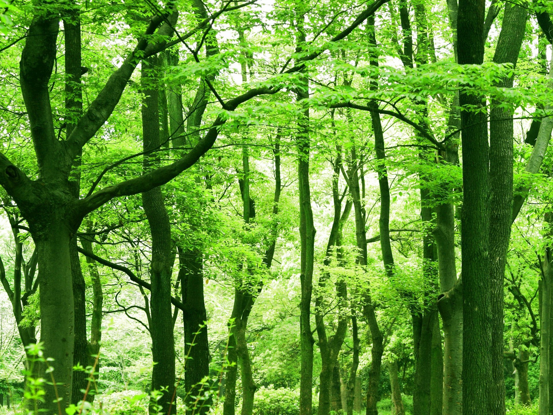 Download Tree Nature Forest HD Wallpaper
