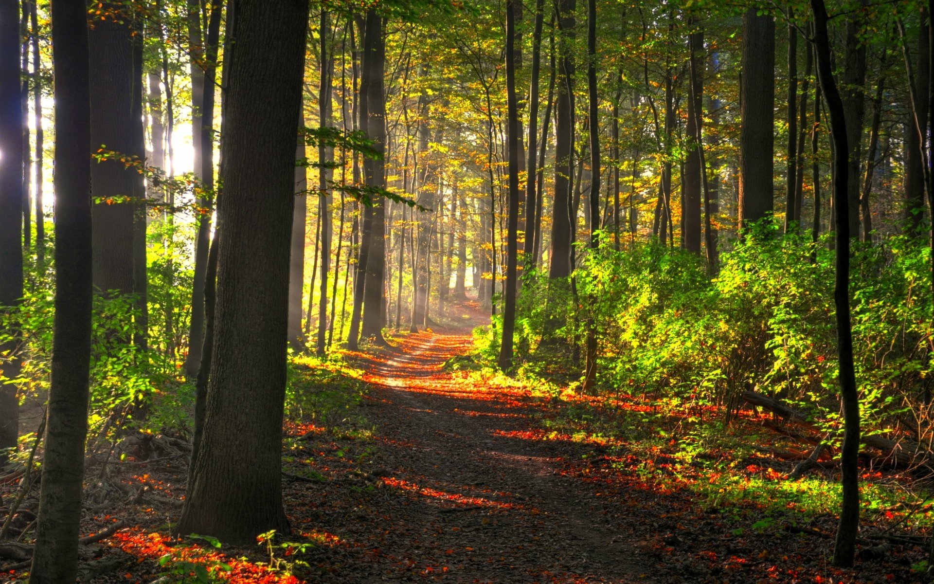 HD PC desktop wallpaper background: sunlit forest of tall trees with a winding leaf-strewn path, vibrant green undergrowth and autumn hues — a tranquil nature scene.