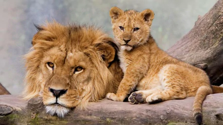  Lion with his Cub
