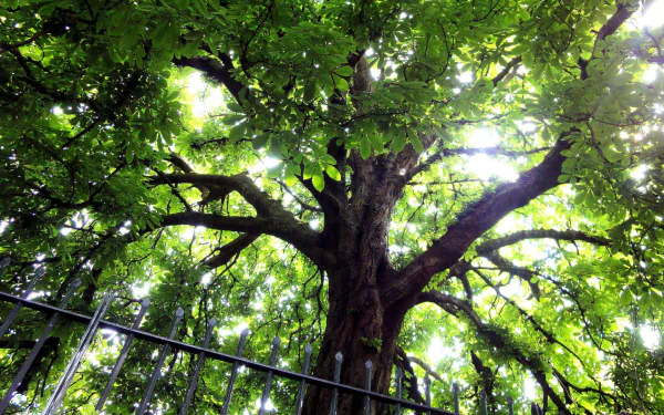  Tree Canopy