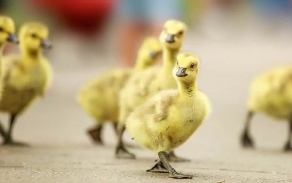 baby animal duckling Animal duck HD Desktop Wallpaper | Background Image