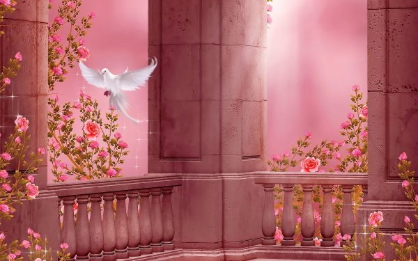 Artistic Rose Pigeon Columns Pink HD Wallpaper | Background Image