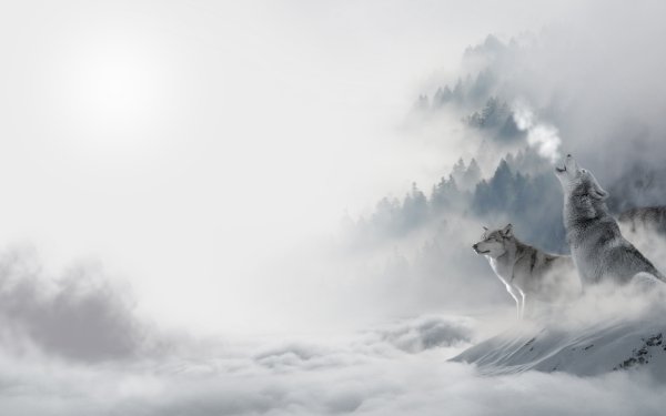 Animal Wolf Wolves Fog Cloud Winter HD Wallpaper | Background Image