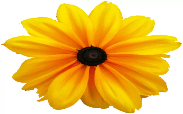  Yellow Rudbeckia