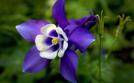  Purple Columbine