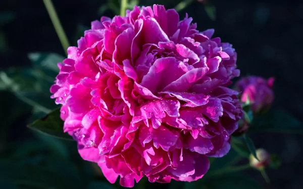 Close-up of a vibrant pink peony flower in full bloom against a dark background, captured in stunning 4K Ultra HD for a PC desktop wallpaper.