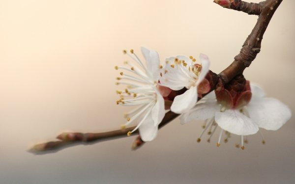 Nature Blossom Flowers Flower Macro HD Wallpaper | Background Image