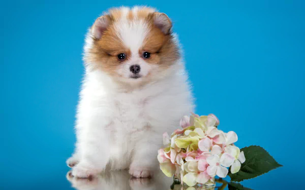  Spitz Puppy