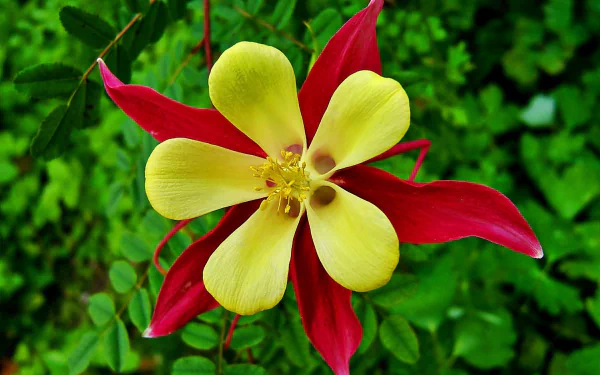  Red and Yellow Columbine