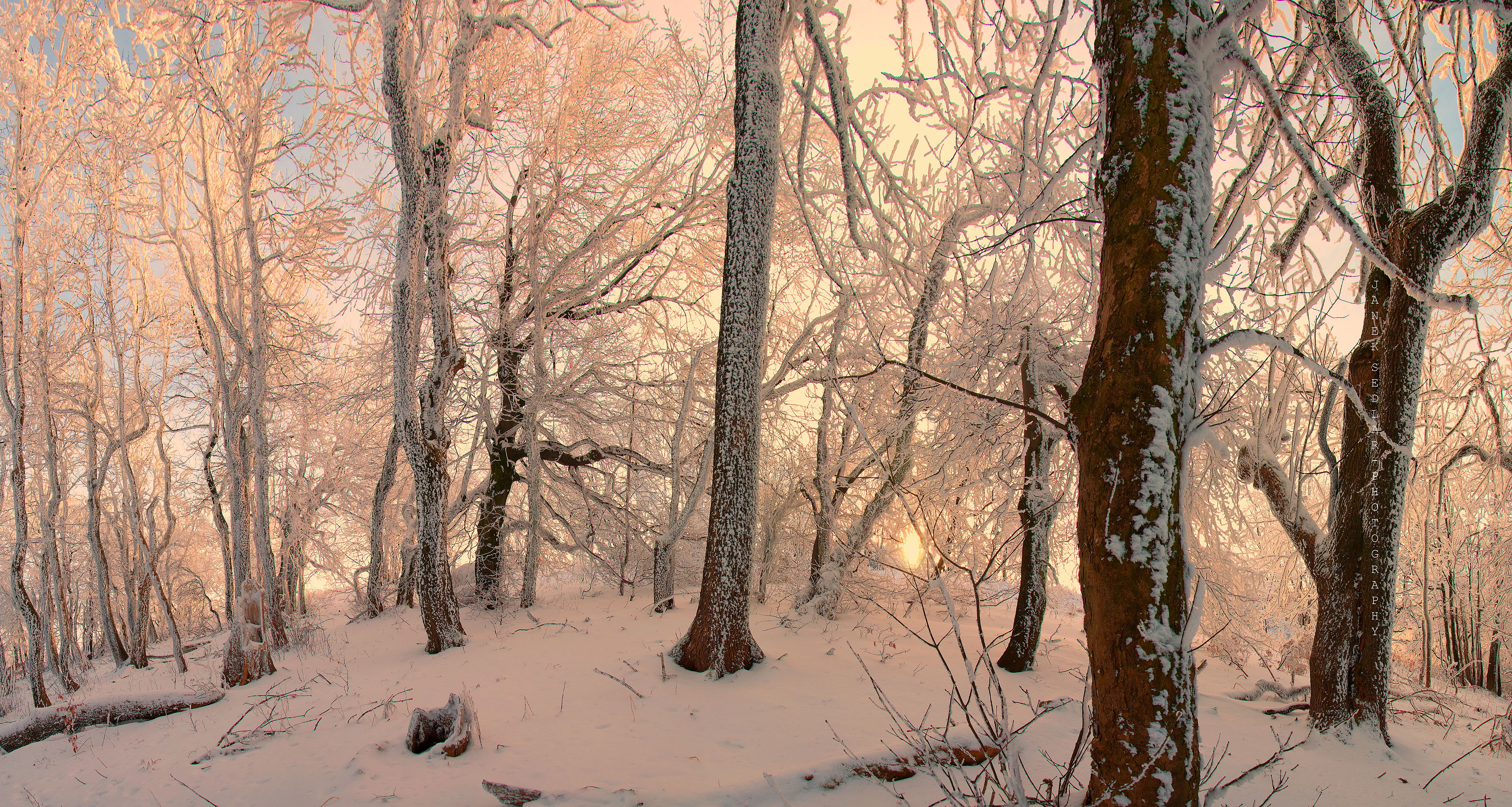 Download Tree Forest Snow Nature Winter 4k Ultra HD Wallpaper