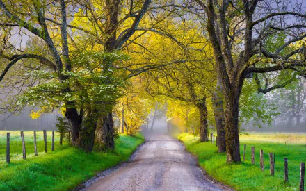 A serene tree-lined road stretches through a lush landscape, framed by vibrant autumn foliage, creating a picturesque backdrop for a desktop wallpaper.