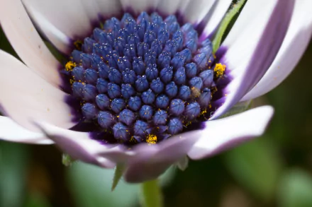  osteospermum flower by the3cats