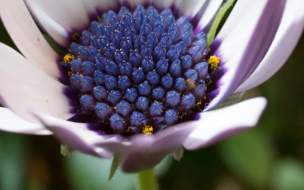  osteospermum flower by the3cats
