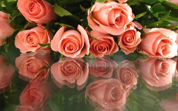 Earth Reflection Rose Flower Pink Flower HD Wallpaper | Background Image