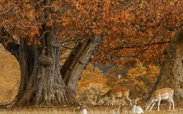 Animal Deer Tree Fall HD Wallpaper | Background Image