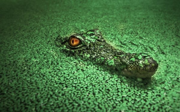 98 Crocodile HD Wallpapers | Background Images - Wallpaper Abyss