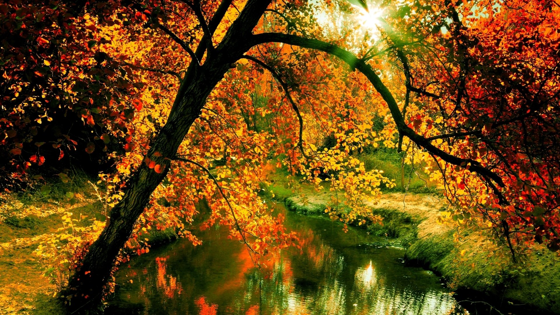 River in Autumn Forest
