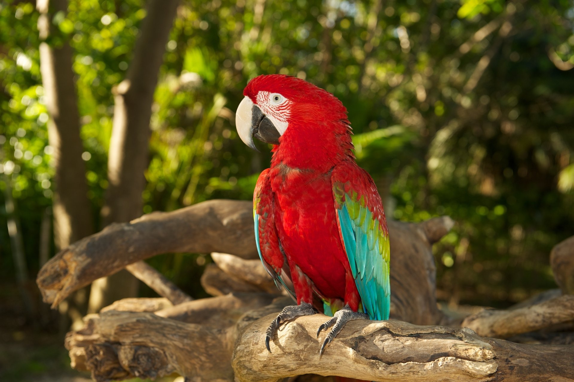 Download Bokeh Parrot Macaw Animal Red And Green Macaw Red And Green