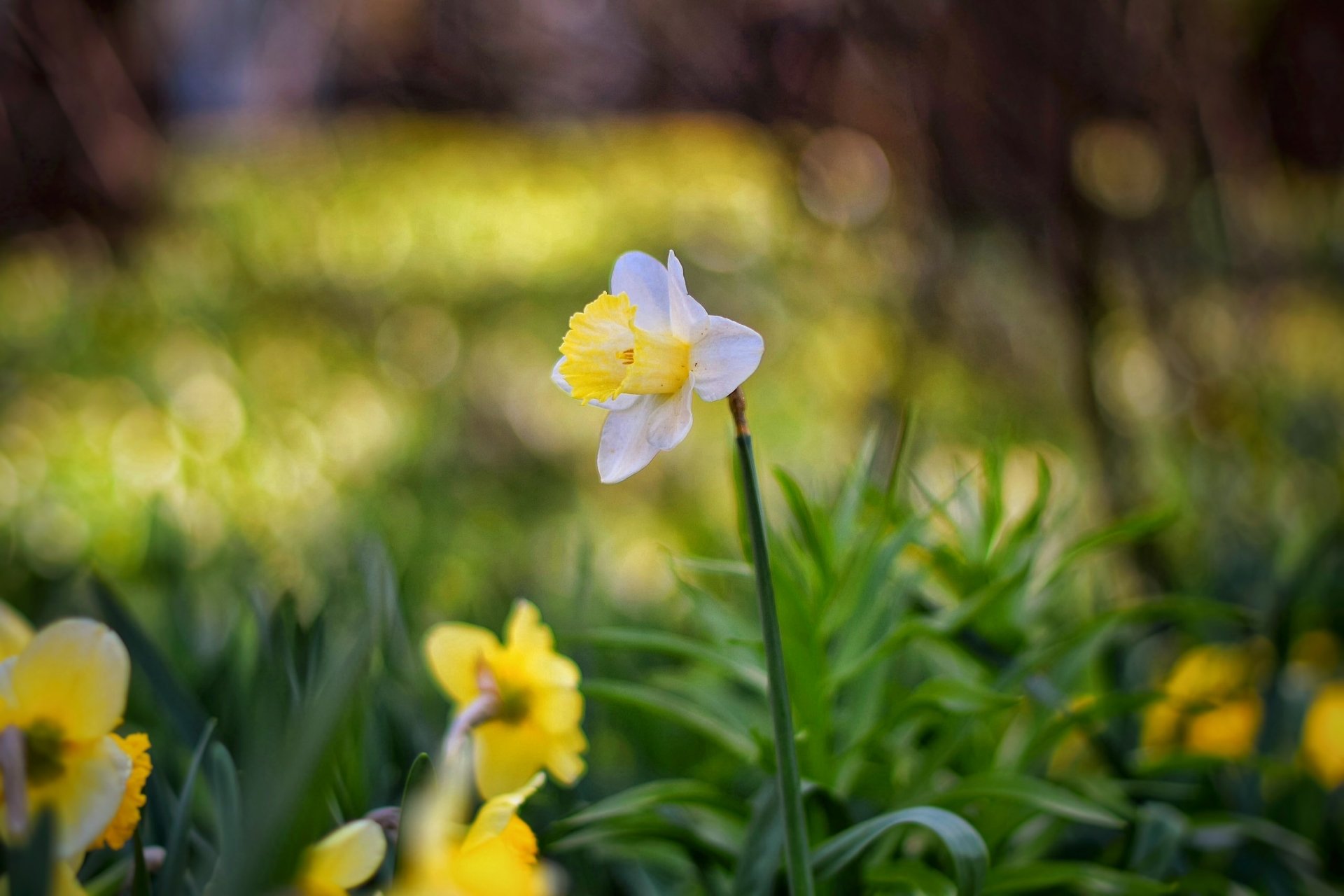 Download Bokeh Flower Nature Daffodil HD Wallpaper by vinilgod