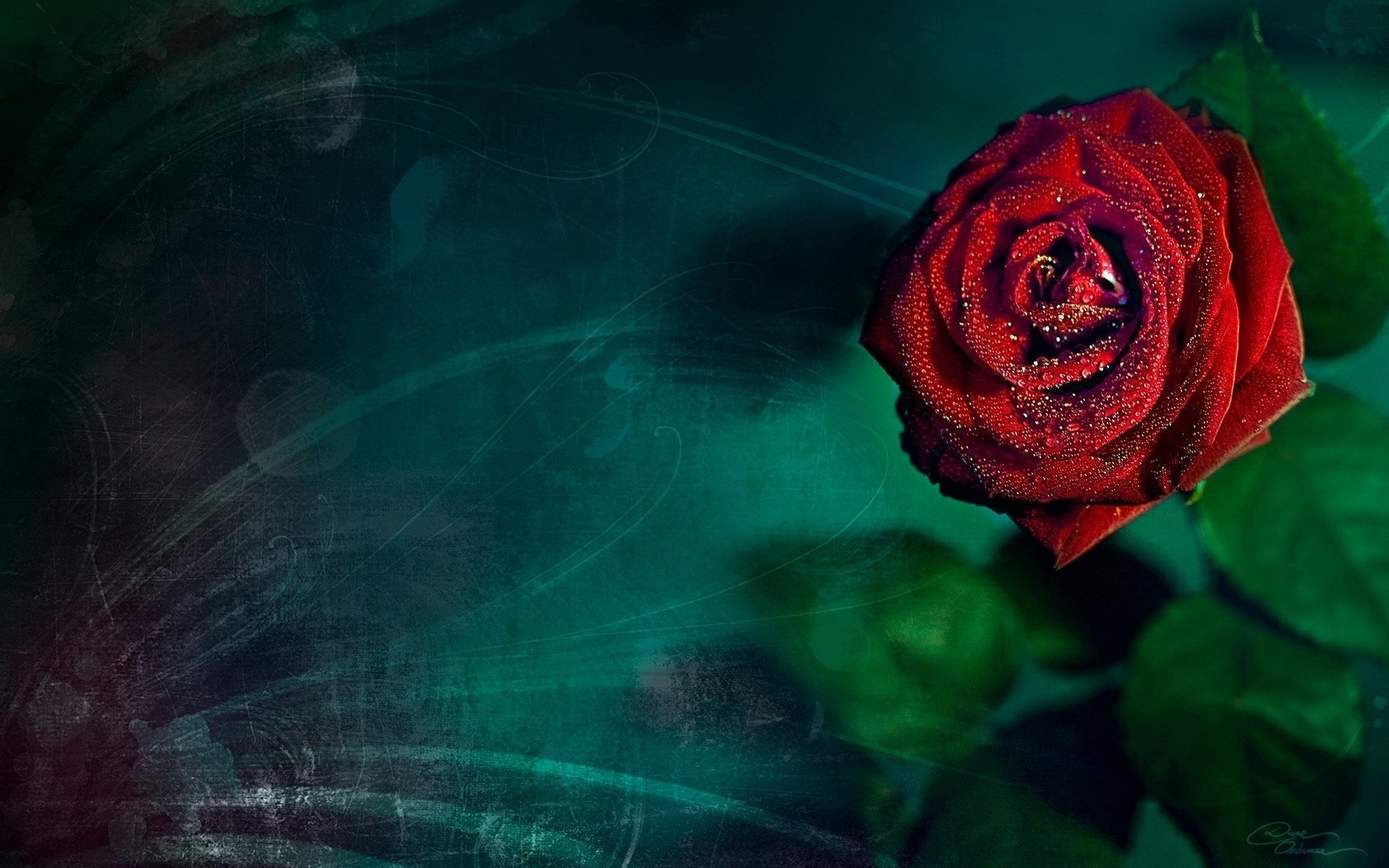 Dream each. Розы фон. Красные розы.