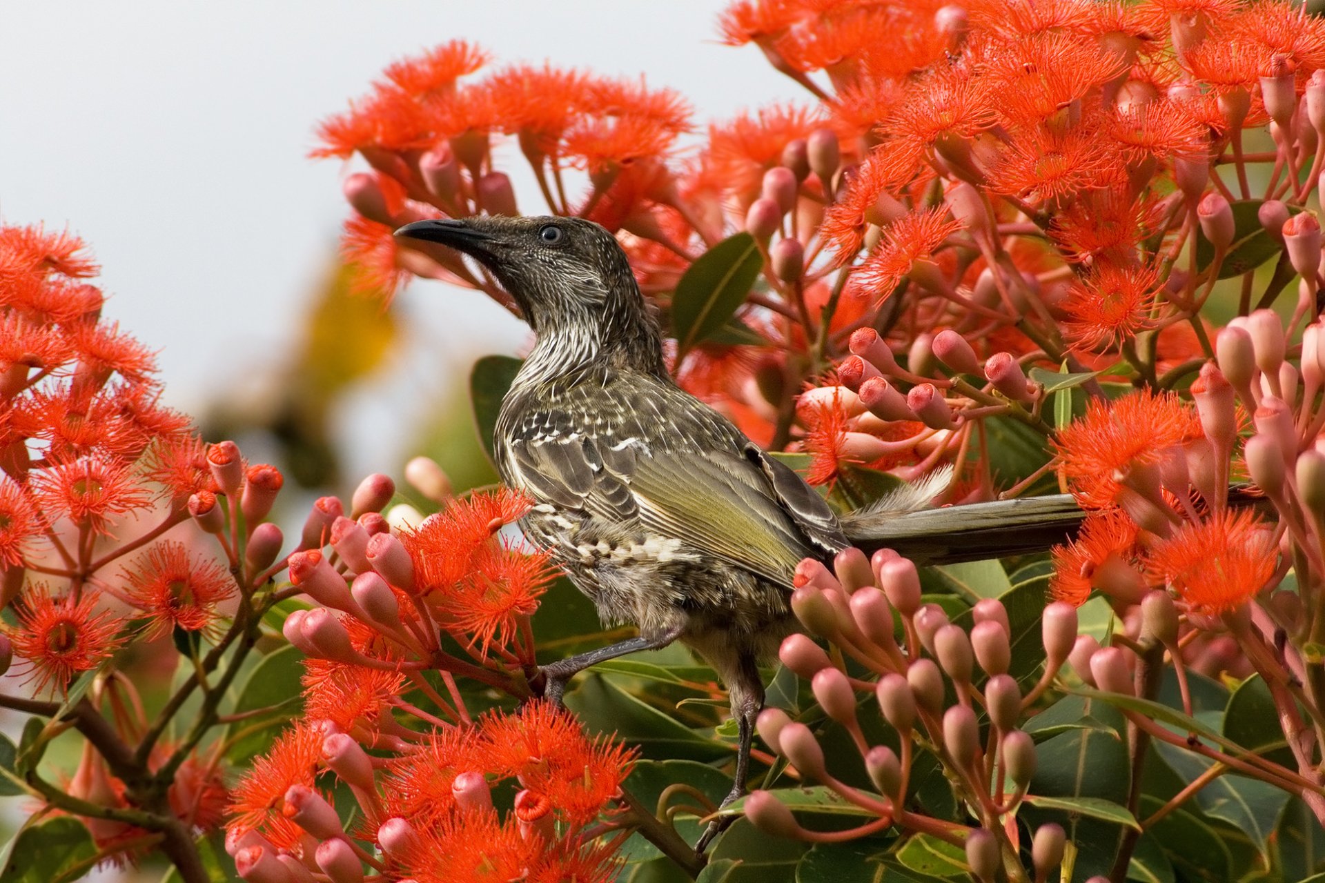 HD desktop wallpaper featuring a Little Wattlebird perched among vibrant red Corymbia ficifolia flowers, showcasing the beauty of this bird and plant species.