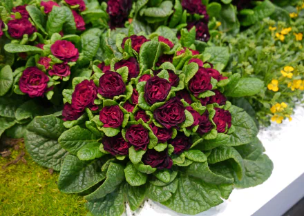 nature primula HD Desktop Wallpaper | Background Image