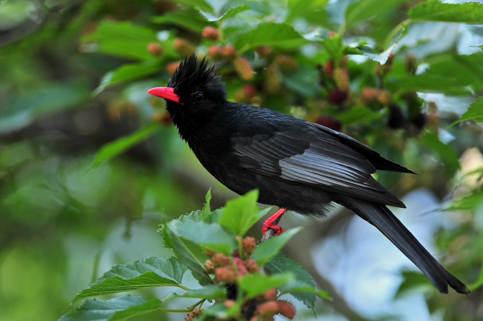 Striking Black Bird With Red Beak